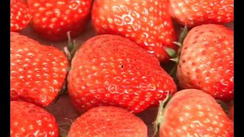 草莓视频成人推荐免费  第2张