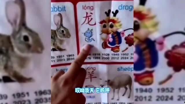 小猫变成人类视频播放,小猫变身人类，萌态百出引网友热议  第1张