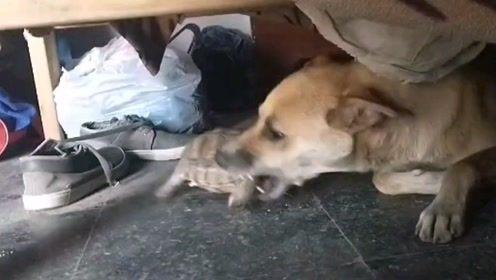 变成人的狗的视频,一场跨越物种的奇幻之旅  第2张