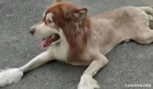 变成人的狗的视频,一场跨越物种的奇幻之旅  第3张