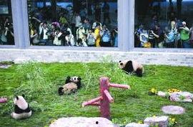 成人吃竹子视频大全播放,成人竹子视频大全播放揭秘  第1张