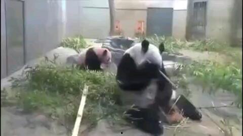 成人吃竹子视频大全播放,成人竹子视频大全播放揭秘  第2张