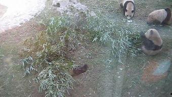 成人吃竹子视频大全播放,成人竹子视频大全播放揭秘  第3张